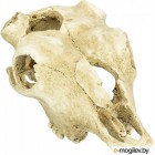    Lucky Reptile  Skull Cow / DS-B
